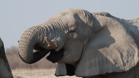 primer plano de un elefante africano bebiendo agua a través de su trompa