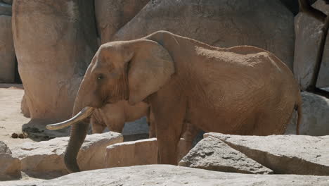 african elephant eating in the zoo