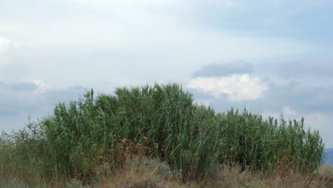 Blick-Auf-Landwirtschaftliches-Feld-Mit-Hohem-Gras-Bei-Windigem-Wetter-Im-Sommer