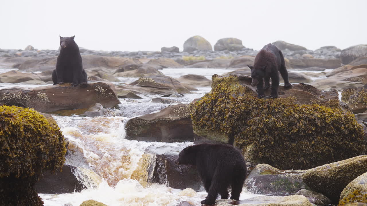 Schwarzbär am Fluss in British Columbia, auf der Suche nach Lachs, um sich vor dem Winterschlaf zu ernähren