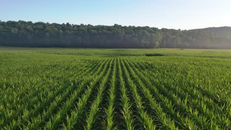 cornfield and forest landscape