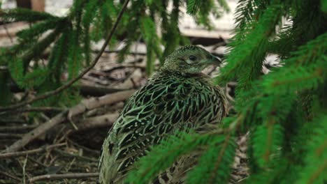 a detailed close-up of a pheasant resting among evergreen branches, showcasing its intricate feather patterns and calm demeanor