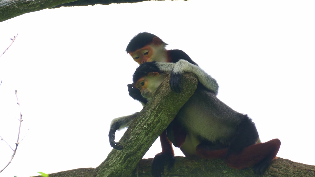 Red-shanked douc langurs rest on a tree, grooming each other, picking through the fur and removing parasites, close up shot.