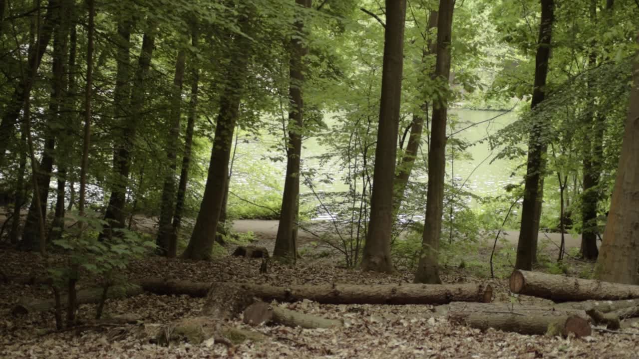Forest with felled logs with lake background wide panning landscape shot