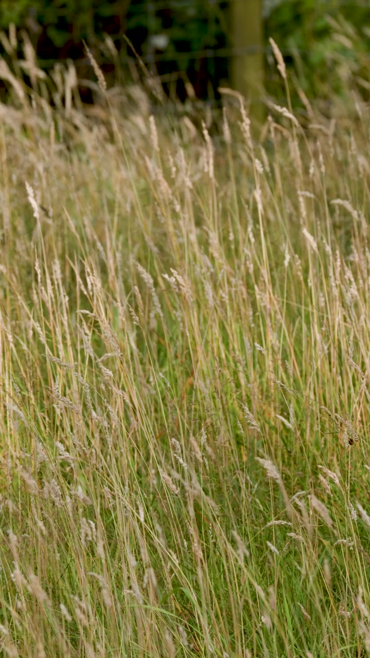 Erbe selvatiche alte ondeggiano dolcemente alla luce naturale del sole, riprese con un movimento di camera fluido e costante.