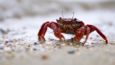 A Vibrant Red Crab Exploring the Shoreline, Braving the Elements with Its Distinctive Claws and Unique Patterns, Showcasing Nature&#039;s Beauty in Detail