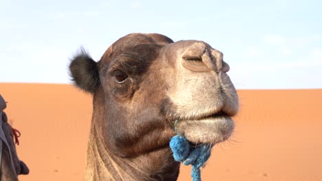 Camel,-Dromedary-looking-at-the-camera-in-the-desert-in-Morocco,-Africa