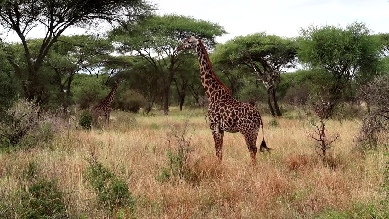 QUIRALU / CIRQUE OU ANIMAUX SAUVAGES GRANDE GIRAFE b