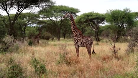 single giraffe waving its tail surrounded by acacia trees, african savannah