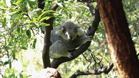 beautiful koala resting on tree branches at the taronga zoo in australia -close up