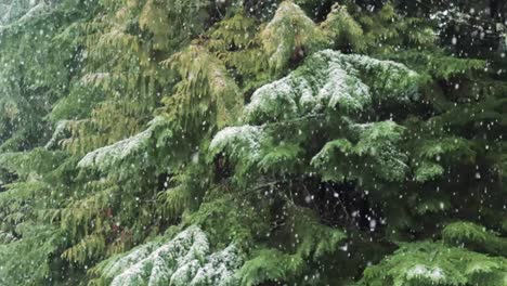 Snowfall-in-winter-in-the-forest,-soft-snowy-christmas-morning-with-falling-snow