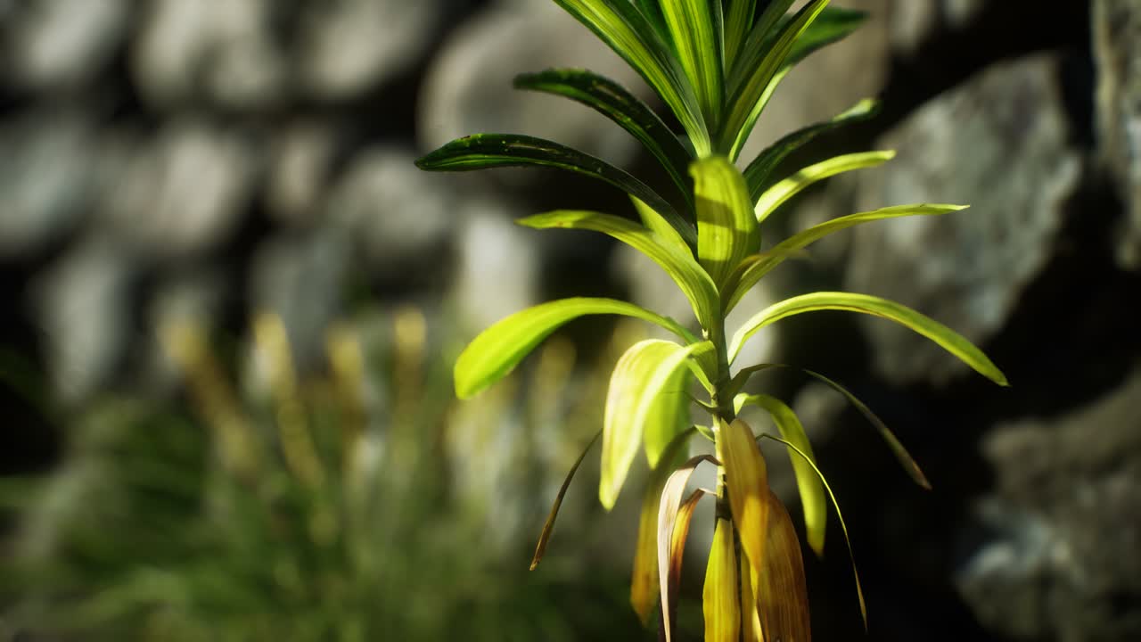 잉글랜드 북부 시골의 잔디와 돌 벽