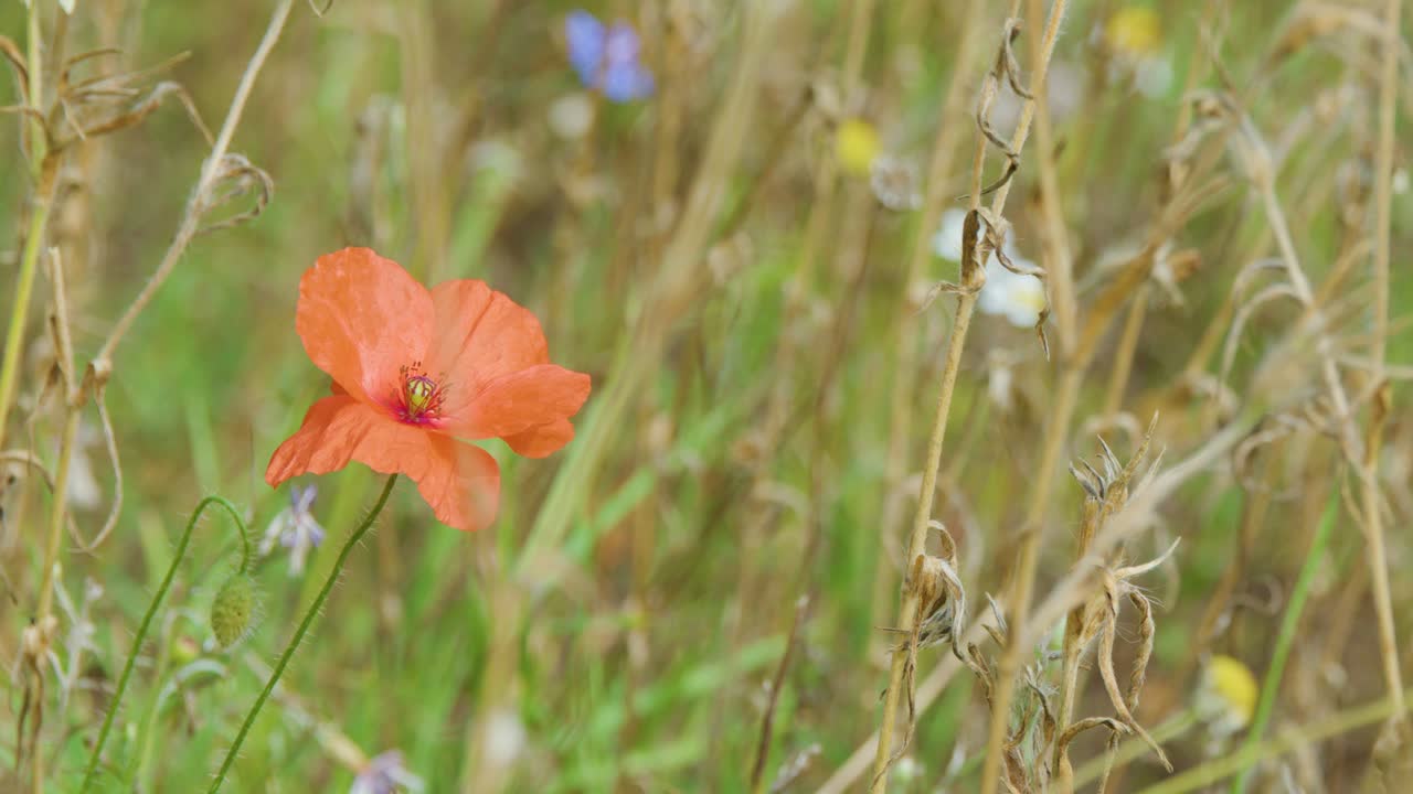Red wild poppy moves gently in breeze, surrounded by dry grass and wildflowers, shallow focus