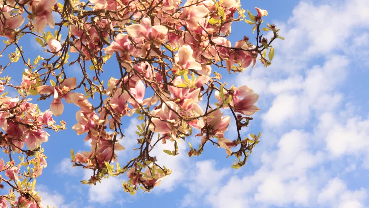 Blossom of magnolia tree in bloom seen from below swinging softly in gentle wind breeze with a blue sky and fluffy cumulus clouds in the background