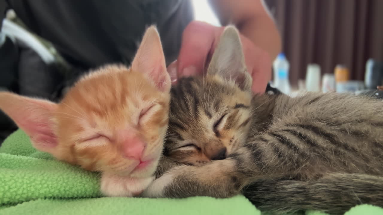 Una registrazione di due gatti carini che dormono, uno rosso e l'altro tigrato, accoccolati insieme sopra una coperta verde, mentre l'uomo dietro dà una pacca sulla testa al gatto tigrato senza svegliarlo