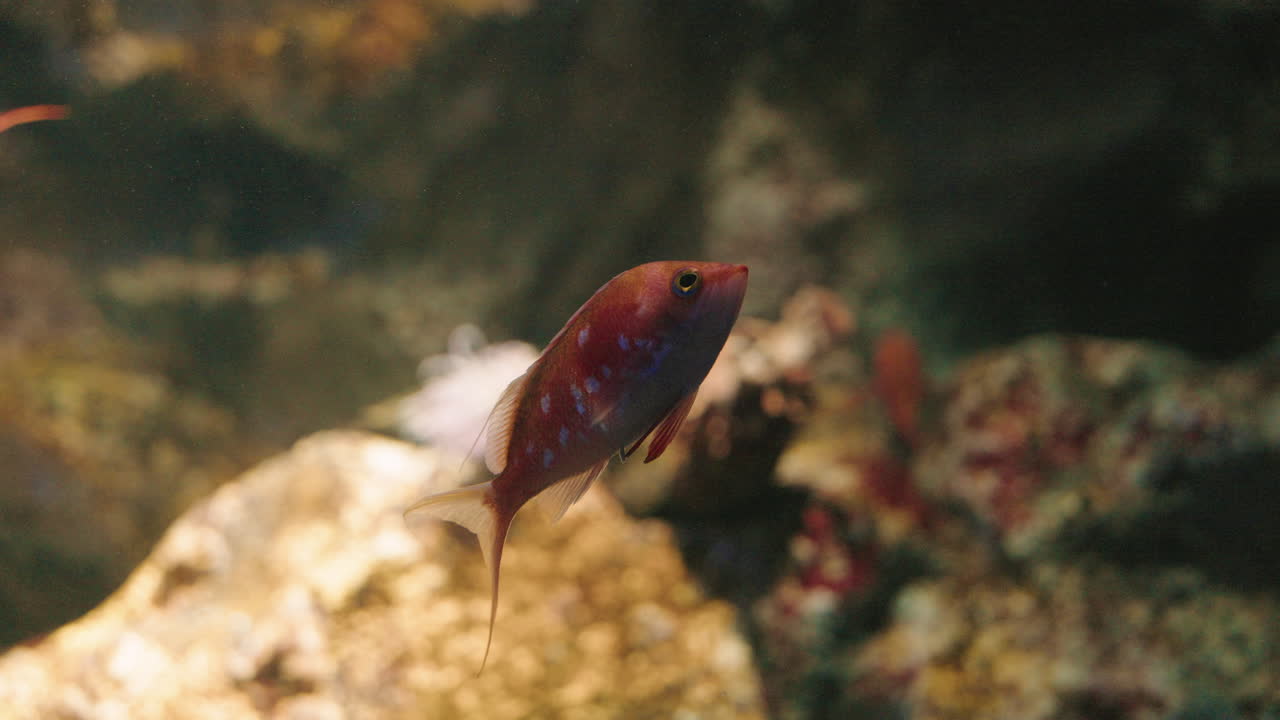 Antia ciliegia in acqua limpida