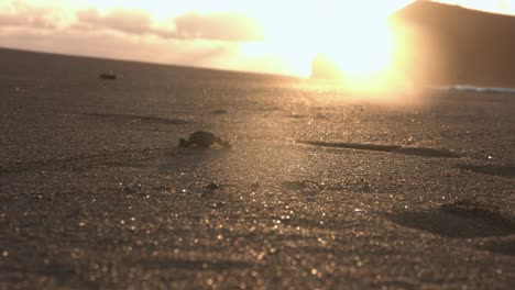 green turtle baby hatchling walking over the sand towards the sea during golden hour, in comoros islands, moheli