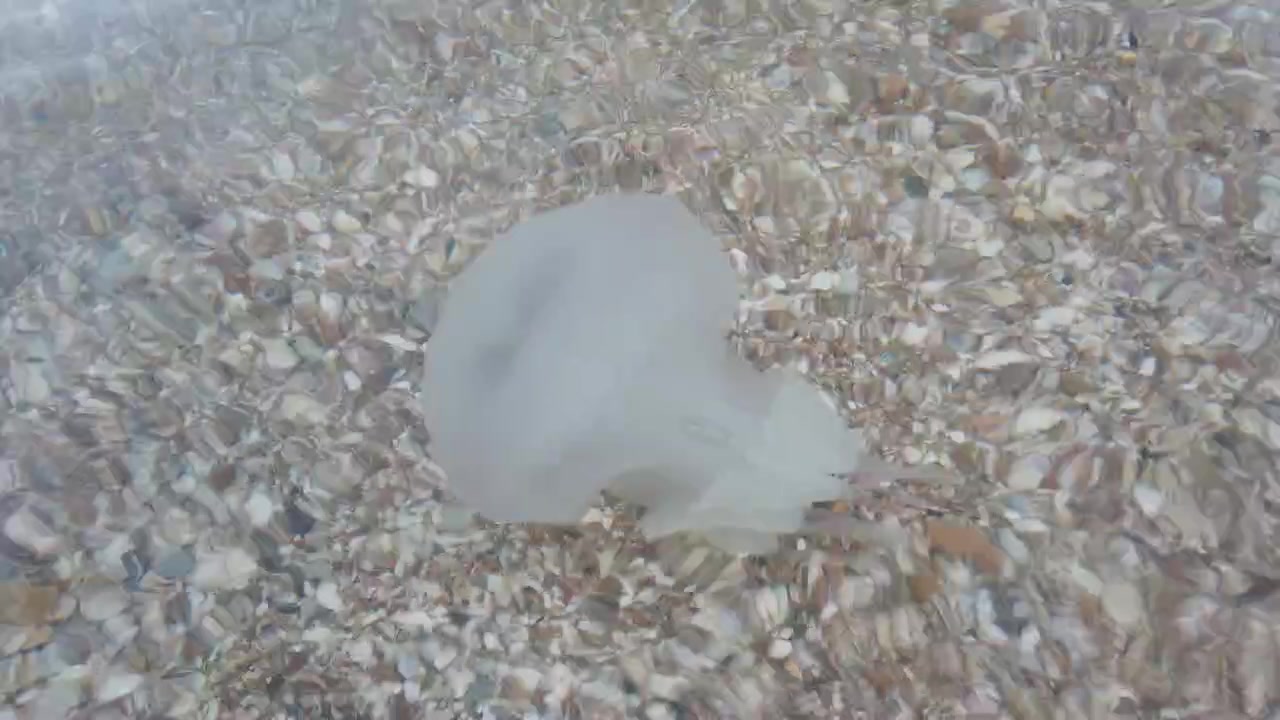 Jellyfish underwater at sea. Species of jellyfish Rhizostoma pulmo.
