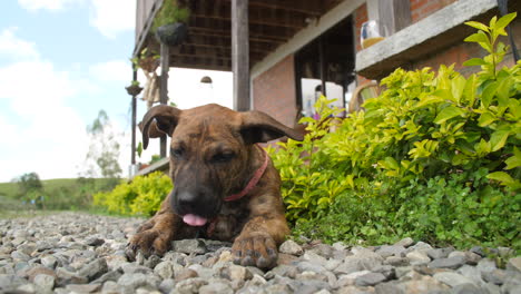 puppy with brindle coat chewing on treat in the countryside