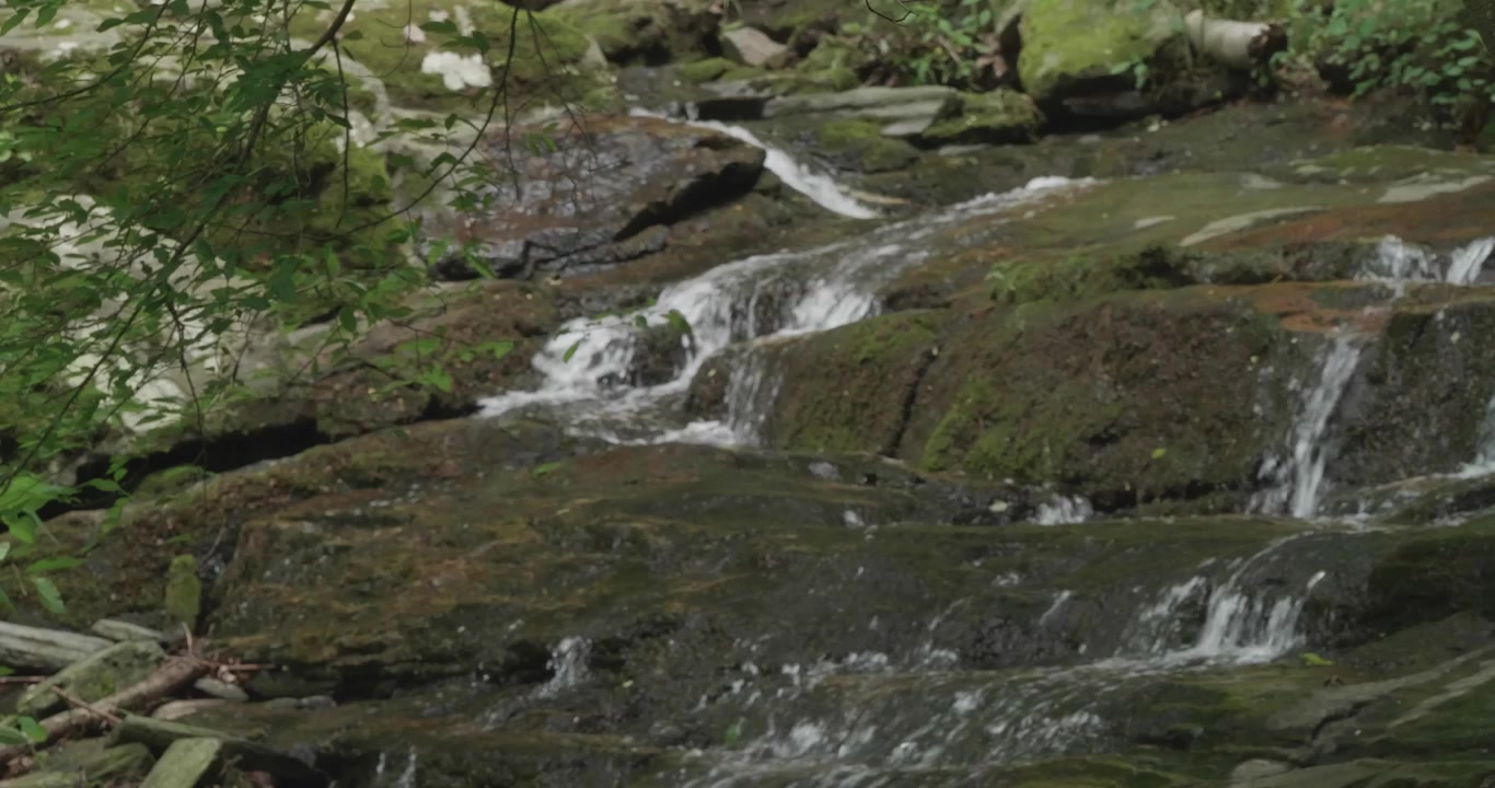 Wissahickon Deresi'nde Su Kayaların ve Ağaçların Üzerinden Akıyor