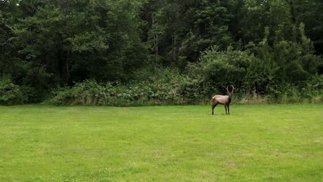 Distant-View-Of-Bull-Elk-At-The-Green-Meadow-With-Forest-At-The-Background