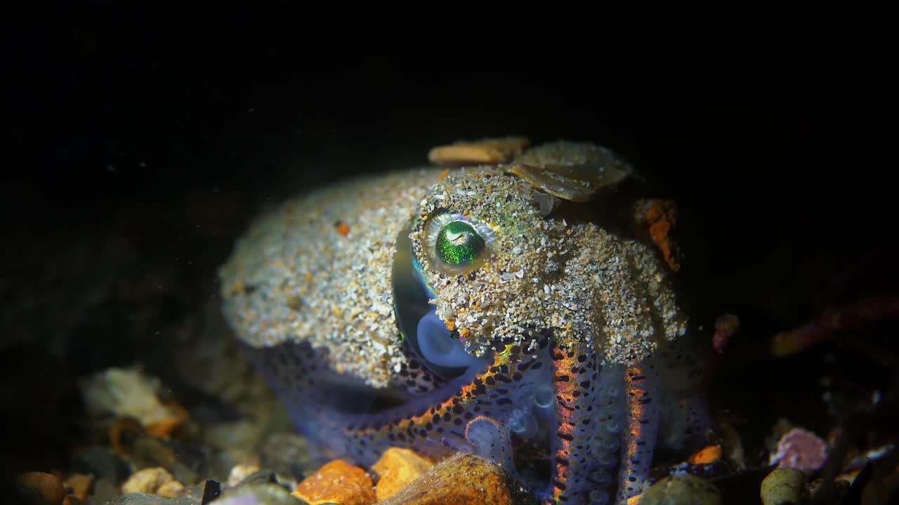 Southern Bobtail Squid Euprymna tasmanica at night 4k 25fps