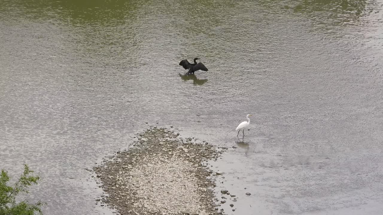 black heron cooling off in the water and white heron walking the opposite direction in Toronto, Canada