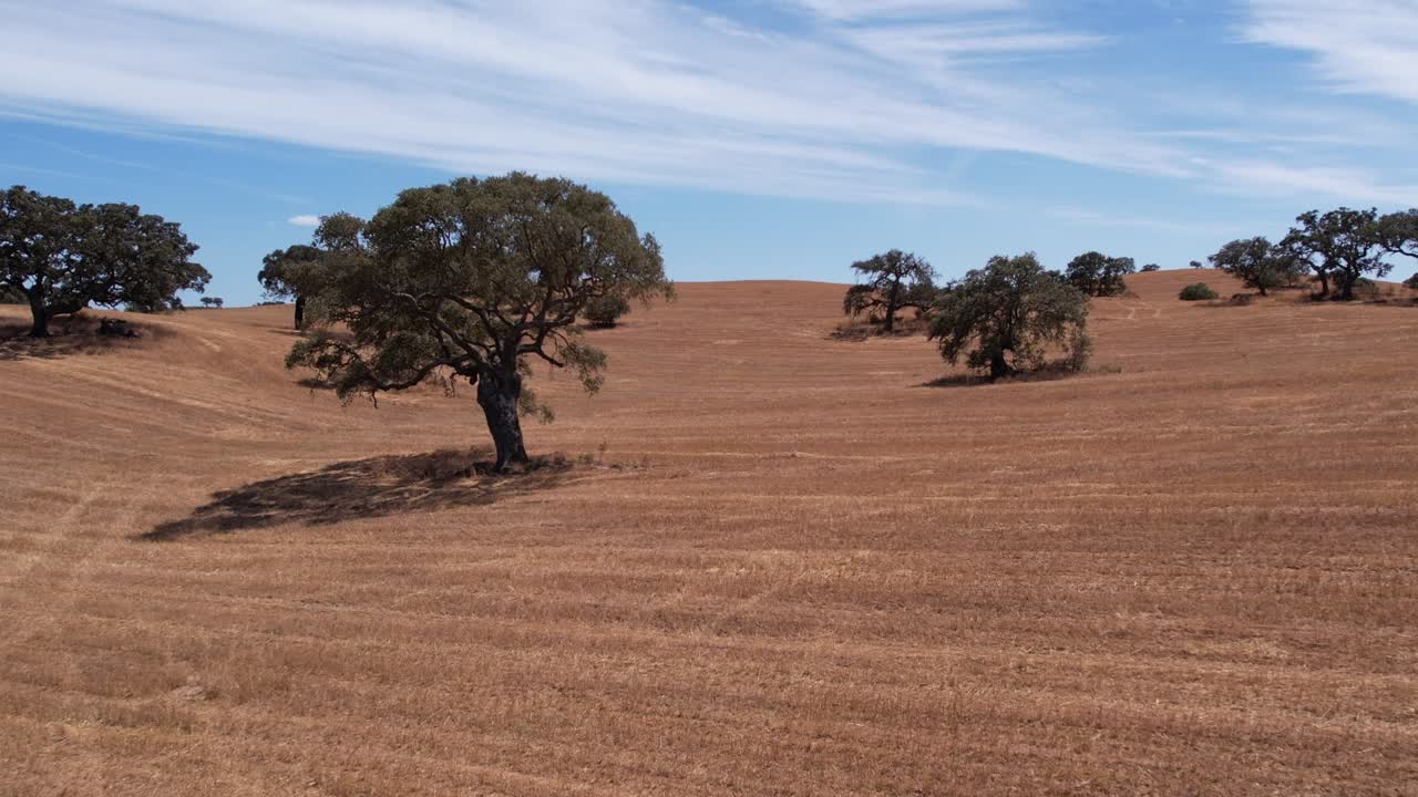 Campi dorati e secchi con querce da sughero nel paesaggio rurale dell'Alentejo, Portogallo