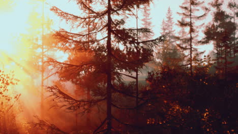 sunrise in a misty forest