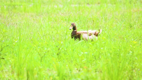 bangladeshi native ducks feeds on organic rice fields