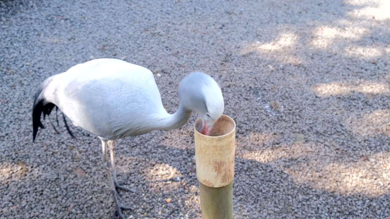 Blue Crane (Anthropoides paradiseus) feeding from container at sanctuary
