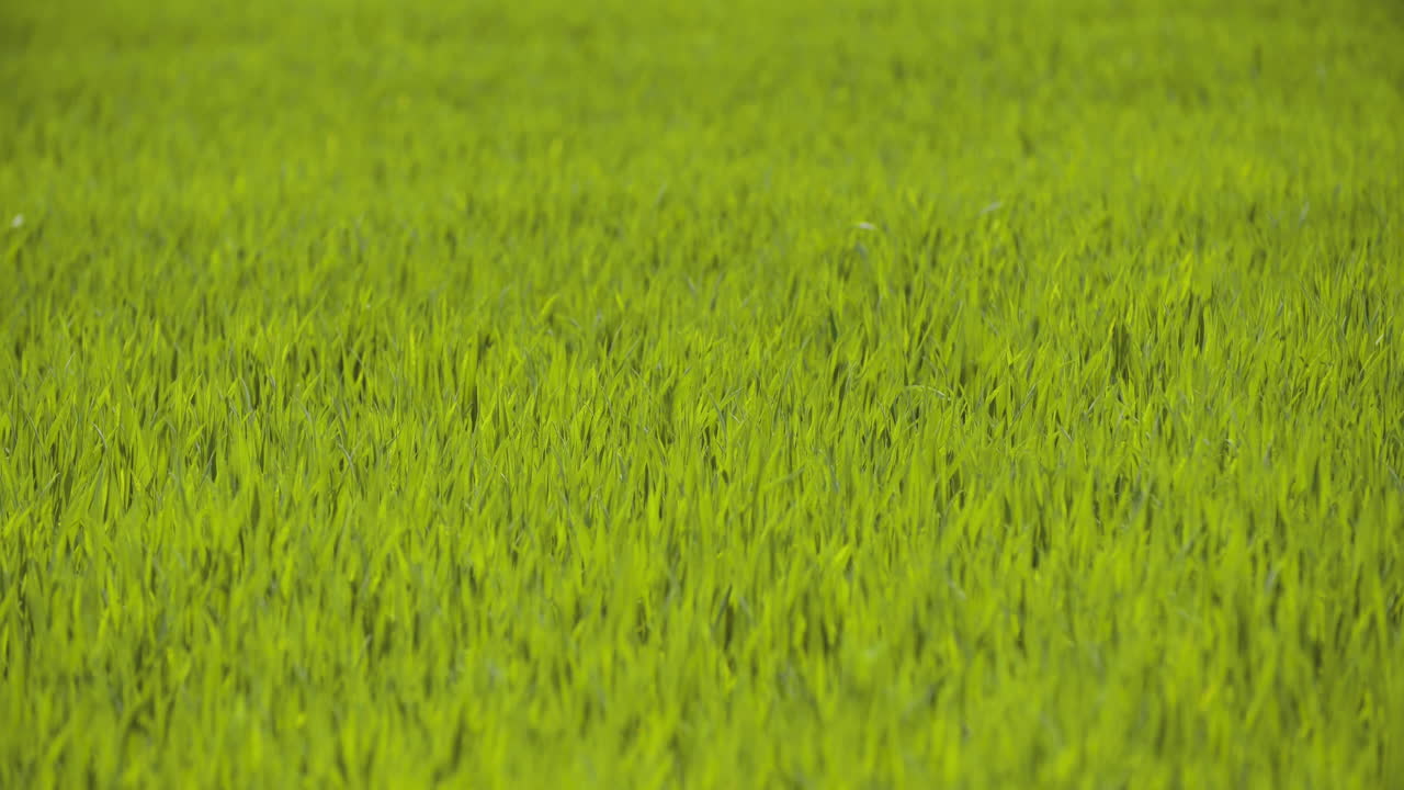 Campo de hierba verde