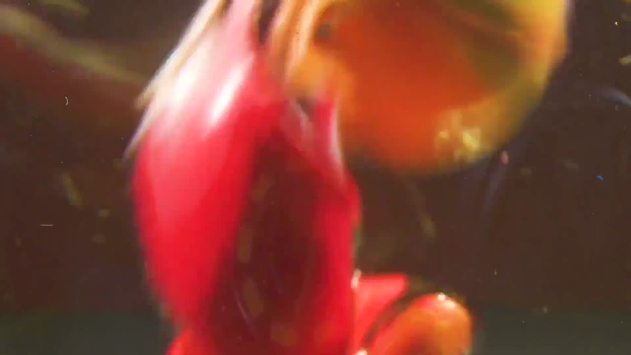 오일 페인트 색이 융합하여 유동적인 결합을 형성하여 창조적 실험과 표현의 본질을 구현하는 추상적이고 예술적인 구성으로 이어집니다.