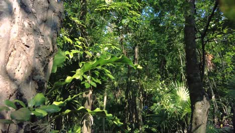 La-Belleza-De-La-Naturaleza-En-Forma-De-Un-Impresionante-Bosque-Verde-Y-Exuberante,-Mientras-Observas-La-Luz-Del-Sol-Filtrándose-A-Través-De-Las-Hojas