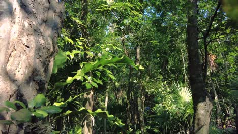 the beauty of nature in the form of a stunning lush green forest, as you watch the sunlight filtering through the leaves