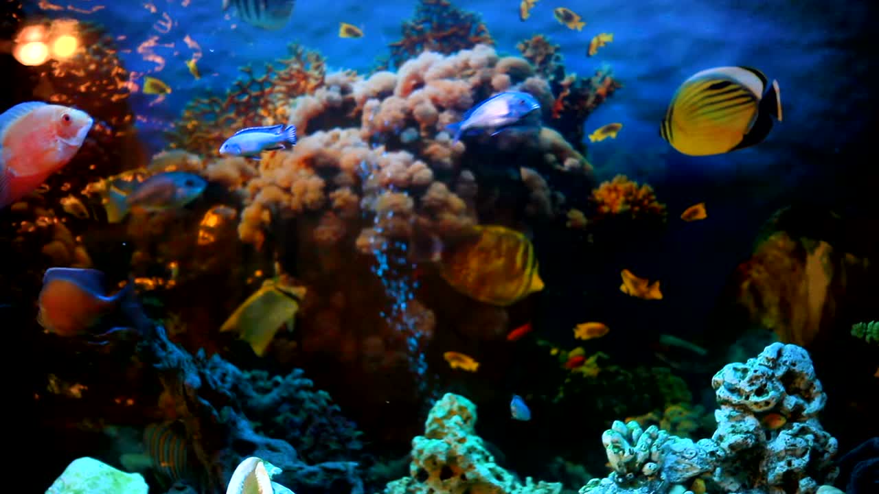 Peces exóticos en un acuario