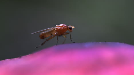 vídeo macro de una mosca muy pequeña frotando las patas traseras sobre una seta rosa