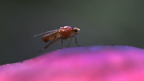 macro video of a very small fly rubbing hind legs on a pink mushroom