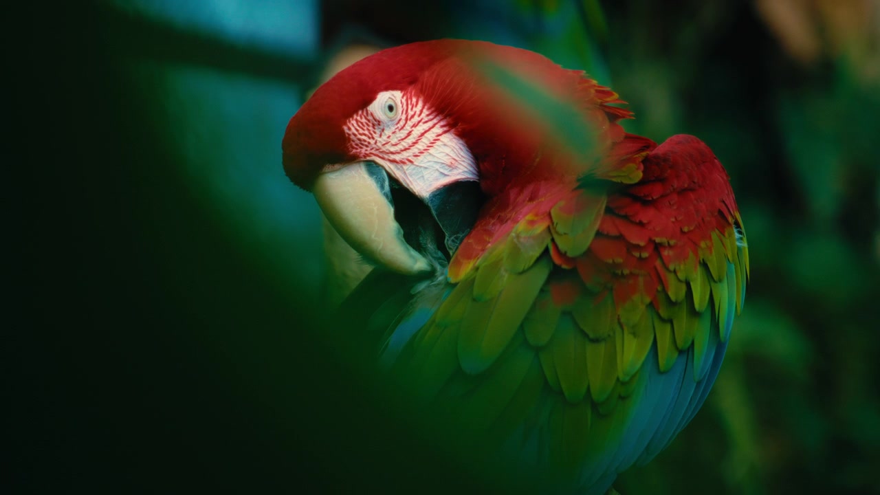 Primo piano di una maestosa ara rossa e verde che si pulisce le piume nella foresta.