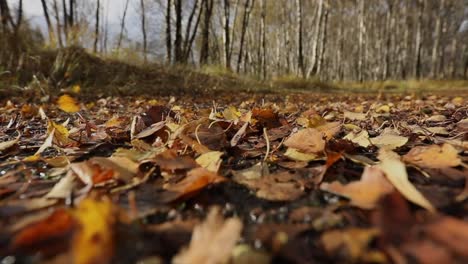 colourful autumn or fall leaves blowing in wind along the ground