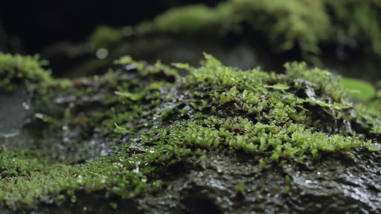 macro giratorio cerrar gotas de agua cayendo por la ladera después de la lluvia, cámara lenta