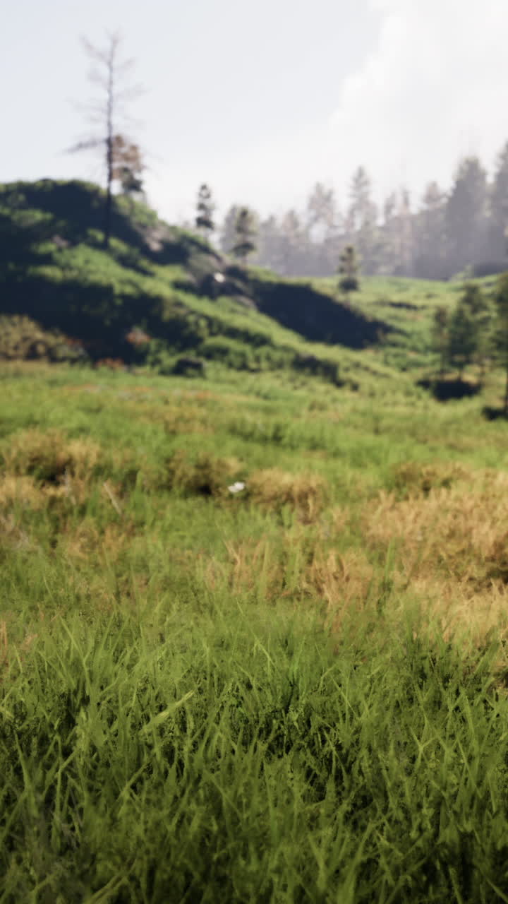 un campo de hierba con árboles al fondo