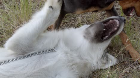 small dog and a baby grey wolf wrestling when going for a walk