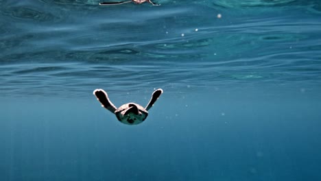 juvenile sea turtle uses its flippers to swim under the ocean