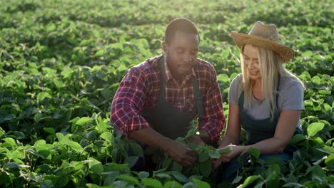 Portrait-Shot-Of-The-Mixed-Races-Couple-Of-Young-Farmers-Siting-In-The-Field-Full-Of-Harvested-Leaves-And-Smiling-Cheerfully-To-The-Camera