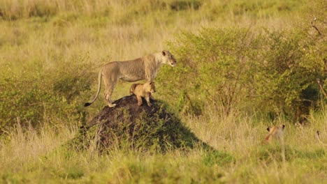 female lion mother on termite mound protecting young baby cubs, watching for prey to hunt across maasai mara national reserve, kenya, africa safari animals in masai mara north conservancy