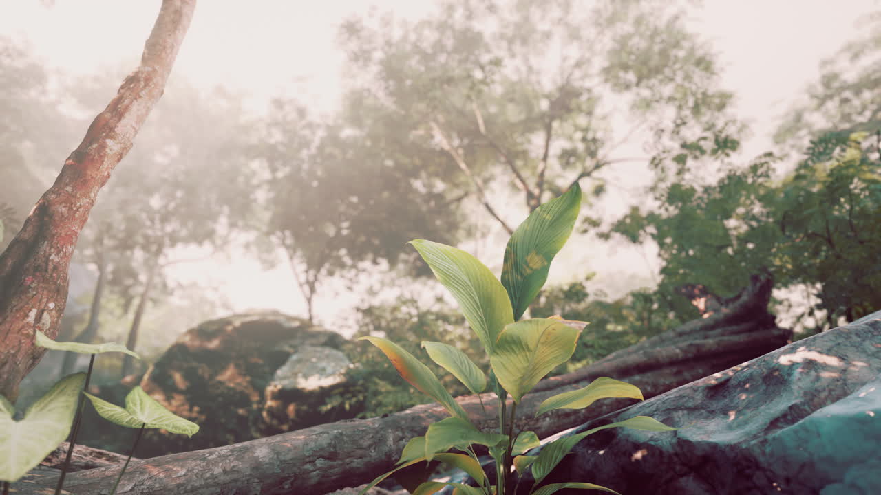 조용한 정글 장면