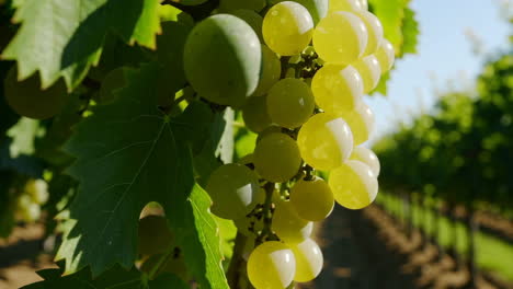 green grapes growing on a vine in a vineyard