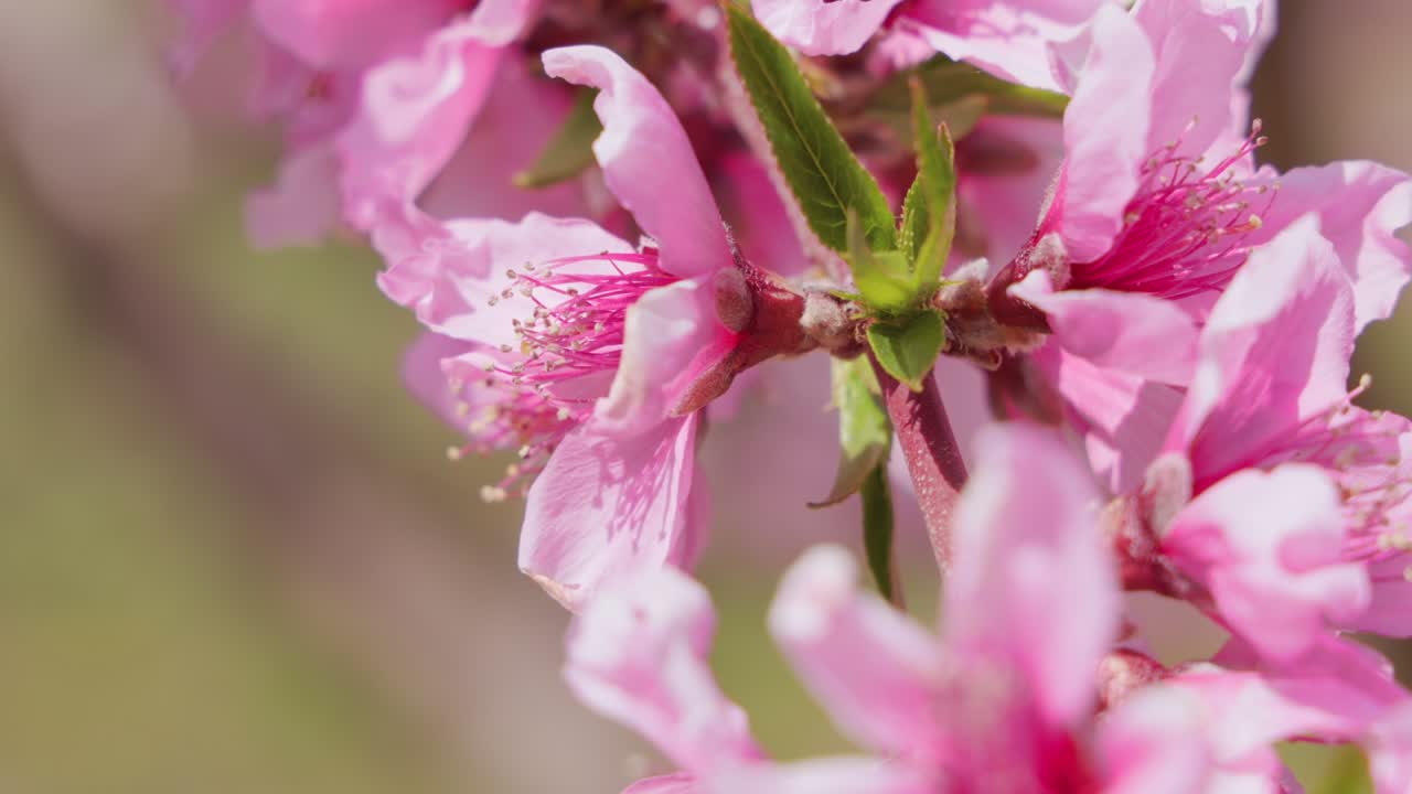 las flores de melocotón en plena floración con un hermoso rosa
