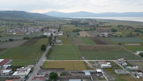 Campos-De-Cempasuchil-En-Tiempos-De-Dia-De-Muertos,-Michoacan